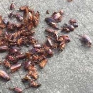 天氣變冷蟑螂都藏到哪去了呢？