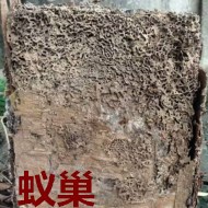 別墅墻體挖出超大白蟻巢?。?！