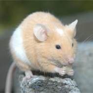 9大滅鼠奇招！！！