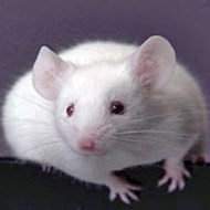 被老鼠咬傷怎么辦？